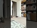Dog vs Vacuum 🥊🤪 Funny Boxer Reacts To Robot Vacuum