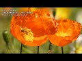 全国花の名所50選 Top 50 Flower Spots in Japan チューリップ、バラ、ツツジ、芝桜 ネモヒラ 日本の花名所 花旅 花絶景 花風景 garden flower 花風景 見頃