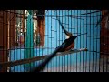 the sound of the magpie bird is beautiful