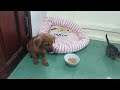 Laugh Out Loud! The Funniest Animal Videos of 2024 #4