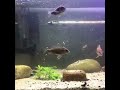 Lake Malawi Peacock Cichlids 40 Breeder Cleaning Time-lapse