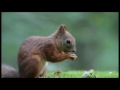 Squirell Beatboxing by Jake & Vinny...