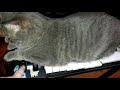 Cat plays synthesizer