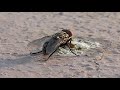 THIS IS A HOUSEFLY (29.03.2016)