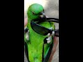 Kuba The Parrot