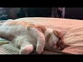 Cat sleeps, dreams with open eyes