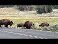 Yellowstone National Park Bison Encounter.  The Road To Lamar Valley September 2023