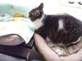 中野地域猫　2020 10 9