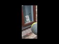 Kitten water window spray prank
