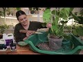 How To Shop & Care For MONSTERA DELICIOSA - Plant Care Light, Repot, Soil, Water Houseplant Care 101