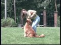 The Golden Retriever - Pet Dog Documentary English