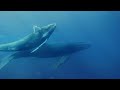Healing songs of Whales & Dolphins | Deep Meditation Music for Harmony of Inner Peace
