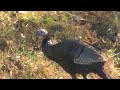 Turkeys. #animals #shorts #shortvideo #wildlife #turkey #viral