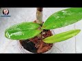 Best Orchid Potting Mix DIY and repotting Dendrobium Orchids. #amritashaw