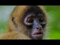 Jungle Planet | A Tropical Eden | Free Documentary Series | Wildlife & Nature | Jungle Life
