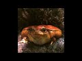 Guy Clegg - I Toad You So