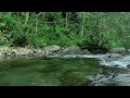 FOREST STREAM SOUNDS | RELAXING NATURE SOUNDS FOR SLEEP, NIGHTINGALE SINGING | AMBIENT RIVER SOUNDS