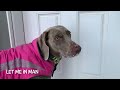 Zelda The Weimaraner/Cold Weather Walk