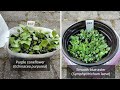 8 Lessons Learned from Winter Sowing 2023 | Native Plants | Plant Propagating | Seed Starting