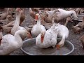 Duck _ Nuôi Vịt Con  Nhỏ Đến Đẻ Trứng Đi Chạy Đồng _ Nông Dân Mlog