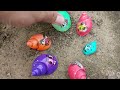 Look for colorful hermit crabs