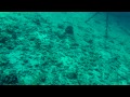 Diving honolulu near waikiki