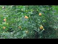Lanterna chinesa | Um arbusto lindo que atrai beija-flores!