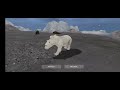 polar bear hunt walrus!