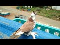 Pura Khud how to making pigeon 🕊🕊🕊home low budget 150/200 🔨🔨 don't miss you 🤔🤔🤔