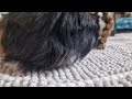 Guinea pig sniffing the camera and the other guinea pig