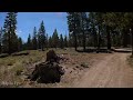 Background 4k Video of Mammoth Lakes Forest - Lofi Music
