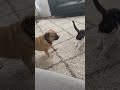 Epic Dog Vs Cat Battle