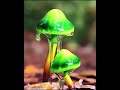 Amazing Mushrooms