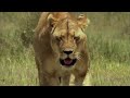 Cheetah – The Price of Speed | Free Documentary Nature