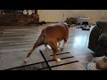 Boxer puppy Showing his girlfriend who's boss.