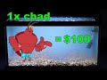 How to Breed Crawfish for Profit: Unlocking Rare Colors!