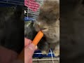 Momma Holland lop and babies eating carrots!