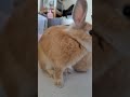 #うさぎ#rabbit