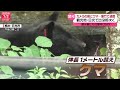 【クマ出没ニュース】都内でもクマ目撃情報  / クマの出没相次ぐ “襲撃”から身を守るには？　など　ニュースまとめライブ（日テレNEWS LIVE）