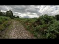 A slow walk through the New Forest
