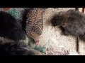 baby mini chickens try to crow for 5 minutes