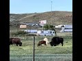 White Bison calf with its mother (Evanston, WY) June 2024