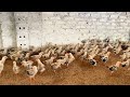 Amazing, Cute chicks raise 1000 chickens on my farm