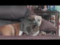 Blue the Red Healer  and Cat show sibling  love