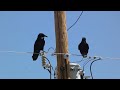 Raven couple have a talk