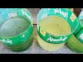 How to make green water / phytoplankton culture / green water from scratch