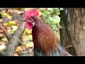 ROOSTERS CROWING COMPARISON with 15 different breeds - Kräh-Wettbewerb der Hähne - GALOO CANTANDO