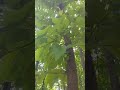 শাল গাছের জংগলের প্রাকৃতিক দৃশ্য 🌴😳🌴 Sal tree forrest 😳😳