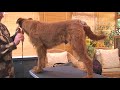 Dog Breed Video: Irish Terrier