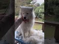 So you think you want a samoyed?